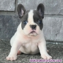 Fotos del anuncio: Regalo Mini Bulldog Francs: +34 612 45 39 18