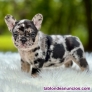 Fotos del anuncio: Regalo Mini Bulldog Francs: +34 612 45 39 18