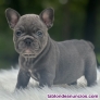 Fotos del anuncio: Regalo Mini Bulldog Francs: +34 612 45 39 18