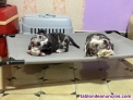 Fotos del anuncio: American Bully Merle