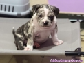 Fotos del anuncio: American Bully Merle
