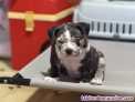 Fotos del anuncio: American Bully Merle