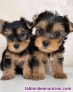 Fotos del anuncio: Regalo Cachorros de Yorkshire Terrier Toy (Pura Raza)