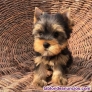 Fotos del anuncio: Regalo Cachorros de Yorkshire Terrier Toy (Pura Raza)