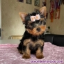Fotos del anuncio: Regalo Cachorros de Yorkshire Terrier Toy (Pura Raza)