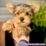 Fotos del anuncio: Regalo Cachorros de Yorkshire Terrier Toy (Pura Raza)