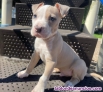 Fotos del anuncio: Adopcin. Cachorros de American Pit Bull Terrier {+34~634~157~827}.