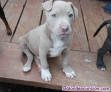 Fotos del anuncio: Adopcin. Cachorros de American Pit Bull Terrier {+34~634~157~827}.
