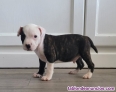 Fotos del anuncio: Adopcin. Cachorros de American Pit Bull Terrier {+34~634~157~827}.