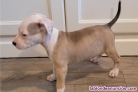 Fotos del anuncio: Adopcin. Cachorros de American Pit Bull Terrier {+34~634~157~827}.