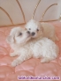 Fotos del anuncio: Cachorros bichon malts 627274219