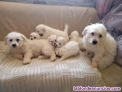 Fotos del anuncio: Cachorros bichon malts 627274219