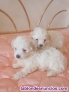 Fotos del anuncio: Cachorros bichon malts 627274219