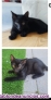 Fotos del anuncio: Regalamos gatitos