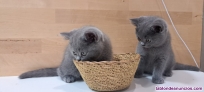 Fotos del anuncio: Gato british 