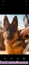 Fotos del anuncio: Disponible cachorro de pastor aleman 5 meses macho