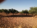 Fotos del anuncio: La finca en total tiene 43 hectareas, su plantaci