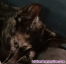 Fotos del anuncio: Gatita en adopcin responsable 
