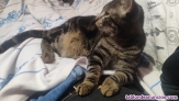 Fotos del anuncio: Regalo gato