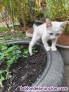 Fotos del anuncio: Regalo gatitos
