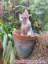 Fotos del anuncio: Regalo gatitos