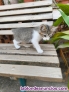 Fotos del anuncio: Regalo gatitos