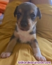 Fotos del anuncio: Regalo Cachorros 
