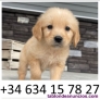 Fotos del anuncio: Adorable Golden Retriever  (Cachorros de raza pura)
