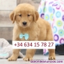 Fotos del anuncio: Adorable Golden Retriever  (Cachorros de raza pura)