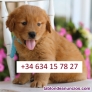 Fotos del anuncio: Adorable Golden Retriever  (Cachorros de raza pura)