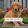 Fotos del anuncio: Adorable Golden Retriever  (Cachorros de raza pura)