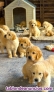 Fotos del anuncio: Regalo Golden Retriever