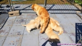 Fotos del anuncio: Regalo Golden Retriever