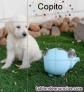 Fotos del anuncio: Cachorros cruce de caniche 
