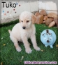 Fotos del anuncio: Cachorros cruce de caniche 