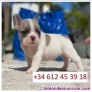 Fotos del anuncio: Regalo Mini Bulldog Francs..