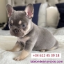 Fotos del anuncio: Regalo Mini Bulldog Francs..
