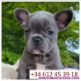 Fotos del anuncio: Regalo Mini Bulldog Francs..