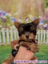Fotos del anuncio: Regalo! Cachorro Yorkshire