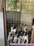 Venta de perros para jabali