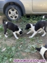 Fotos del anuncio: Venta de perros para jabali