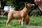 Fotos del anuncio: Regalo: Bull Terrier Ingls Miniatura