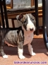 Fotos del anuncio: Regalo: Bull Terrier Ingls Miniatura