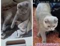 Fotos del anuncio: Gatitas y gatitos  British y scotish fold 