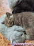 Fotos del anuncio: Gatitas y gatitos  British y scotish fold 