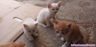 Fotos del anuncio: Regalo preciosos gatitos