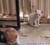 Fotos del anuncio: Regalo preciosos gatitos