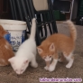 Fotos del anuncio: Regalo preciosos gatitos