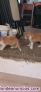 Fotos del anuncio: Regalo preciosos gatitos