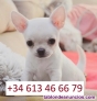 Fotos del anuncio: Regalo Excepcional: Toy Chihuahua Cachorros..
